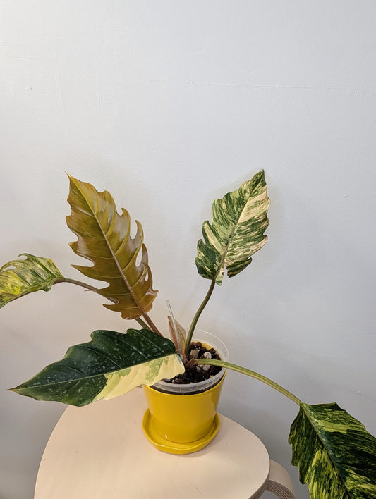Philodendron caramel marble variegated