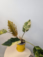 Philodendron caramel marble variegated