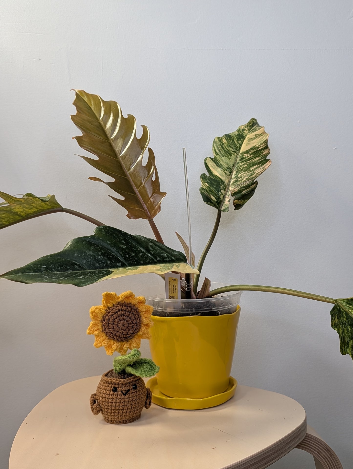 Philodendron caramel marble variegated