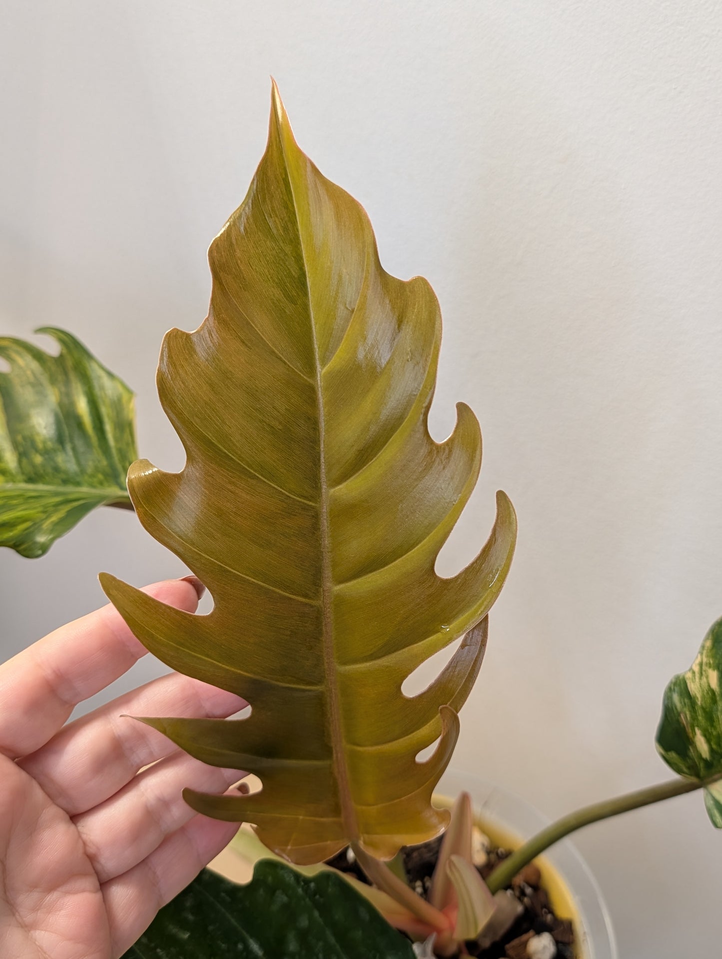 Philodendron caramel marble variegated