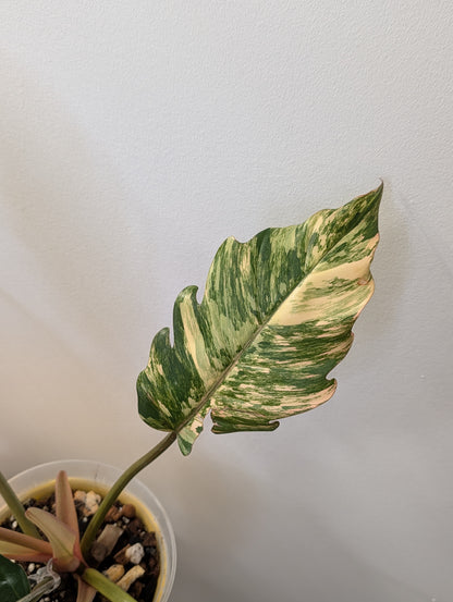 Philodendron caramel marble variegated