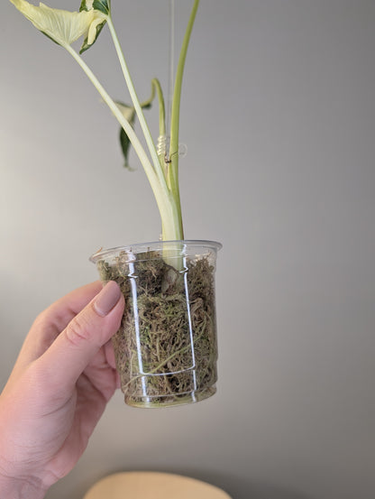 Alocasia cuculata crinkle variegated / first photo - mother plant / free shipping to Ontario or Quebec