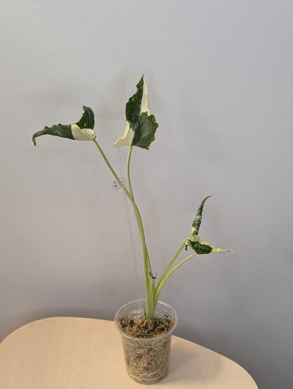 Alocasia cuculata crinkle variegated / first photo - mother plant / free shipping to Ontario or Quebec