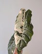 Alocasia Chantrieri CORM