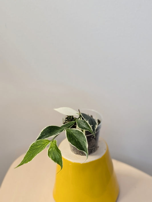 Hoya Polyneura albo variegated