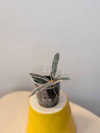 Hoya sigilatis variegated