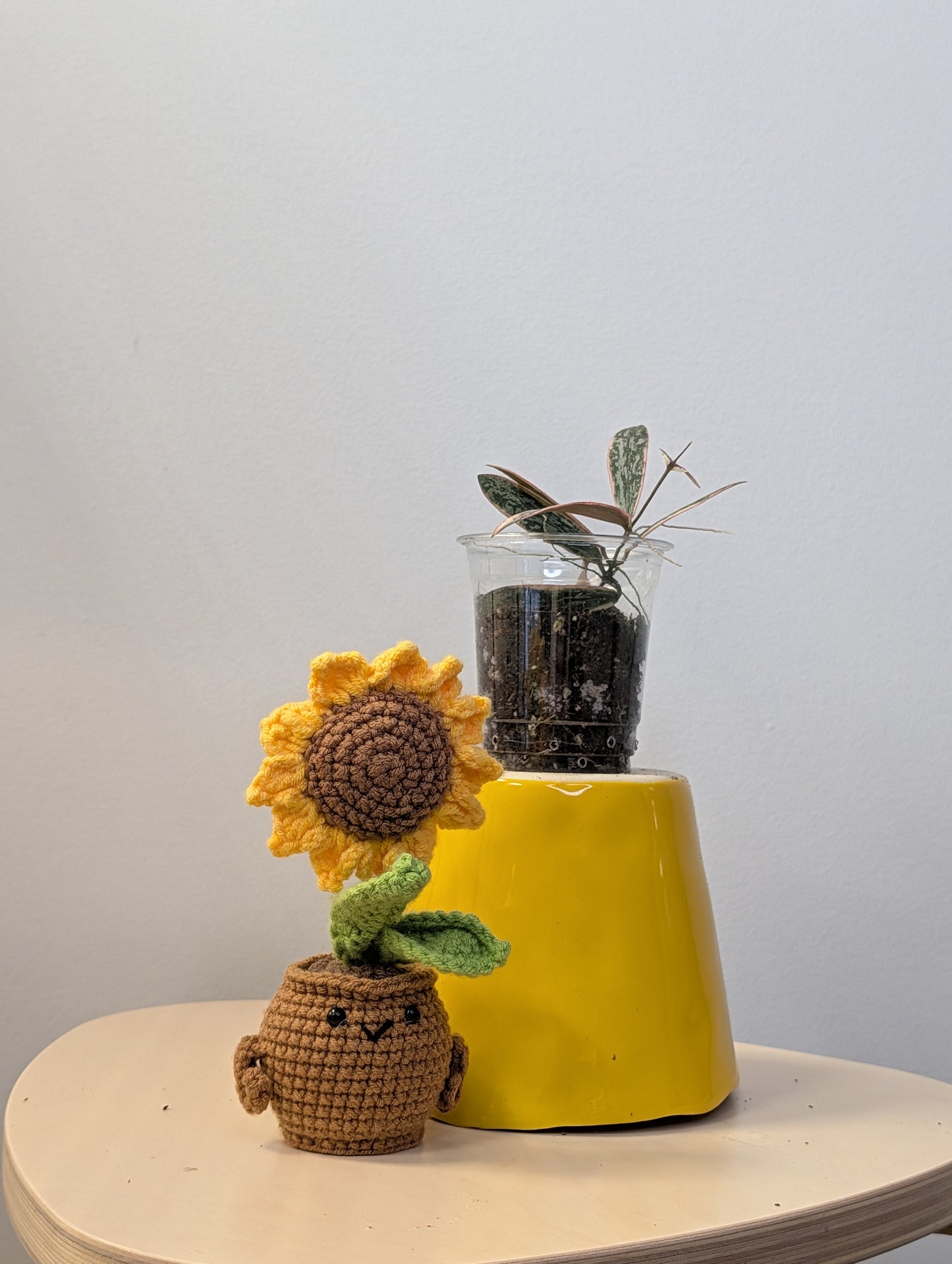 Hoya sigilatis variegated