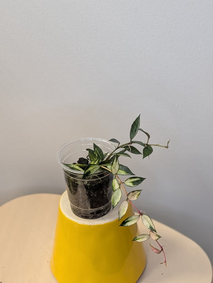 Hoya lacunosa variegated