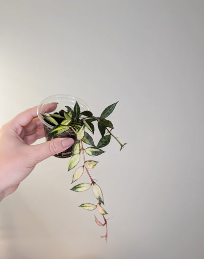 Hoya lacunosa variegated