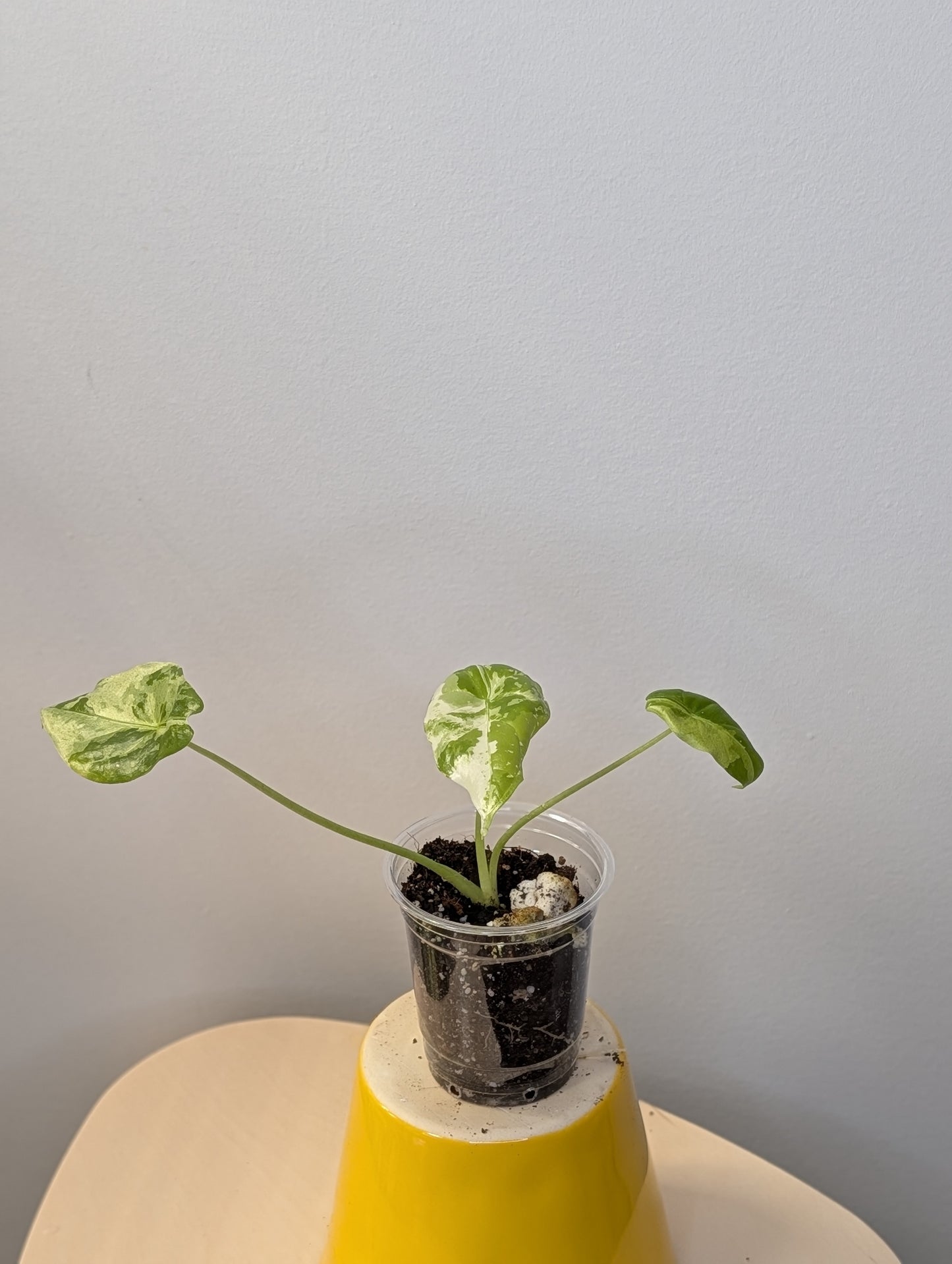 Alocasia acuminata variegated/  / uncommon alocasia 🦄