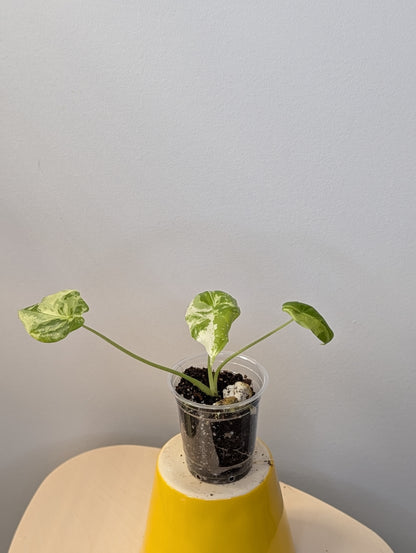 Alocasia acuminata variegated/  / uncommon alocasia 🦄
