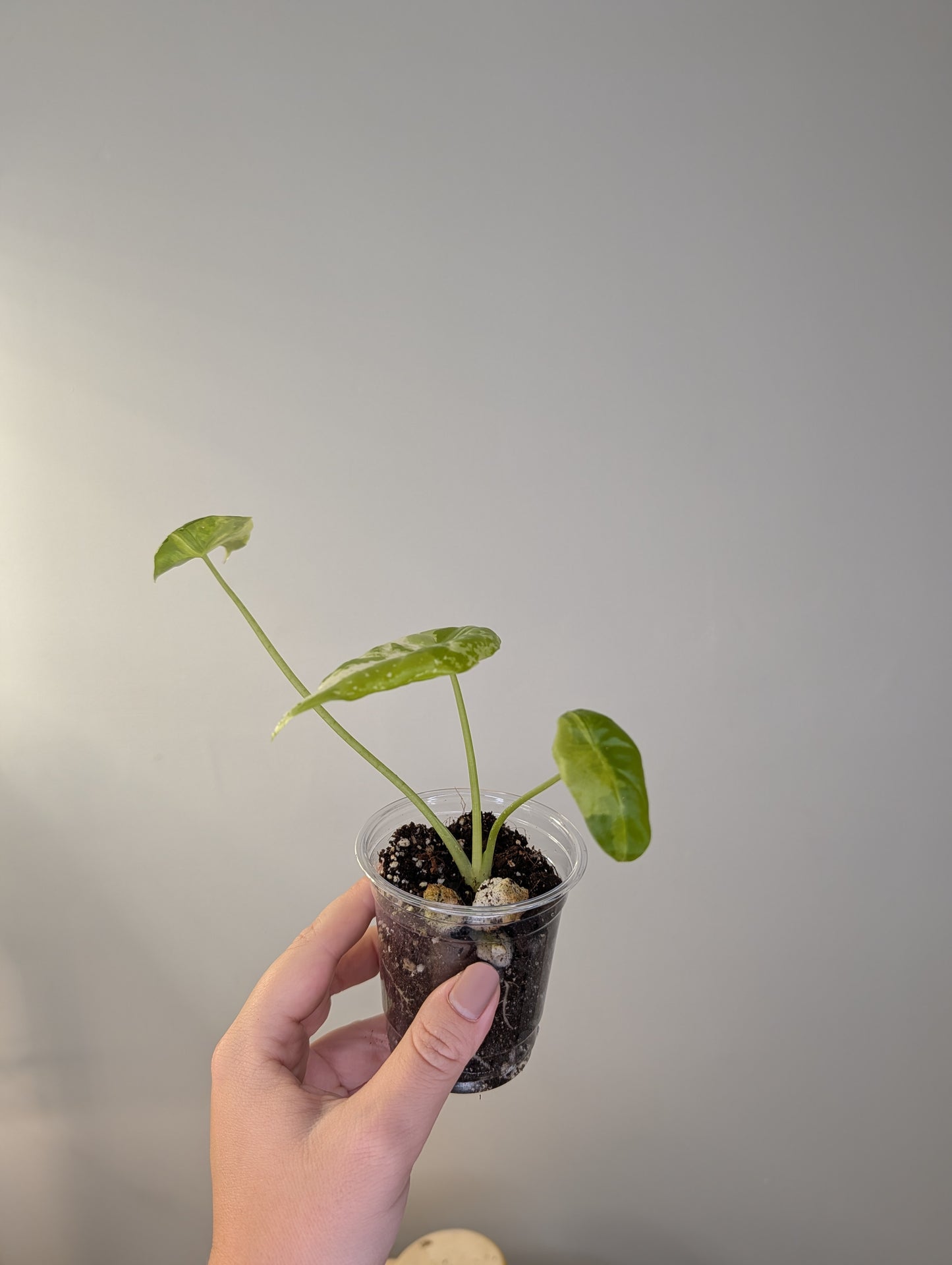 Alocasia acuminata variegated/  / uncommon alocasia 🦄