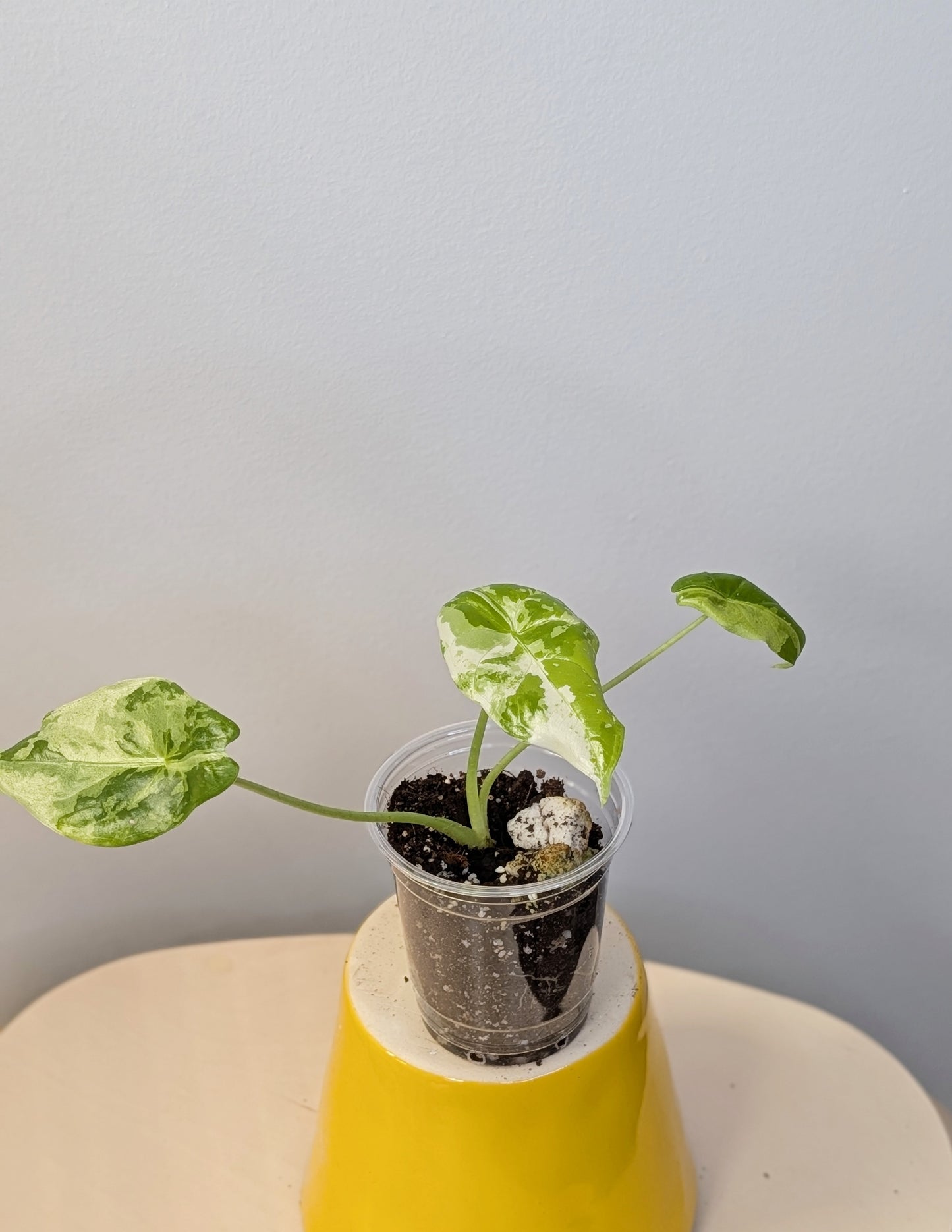 Alocasia acuminata variegated/  / uncommon alocasia 🦄