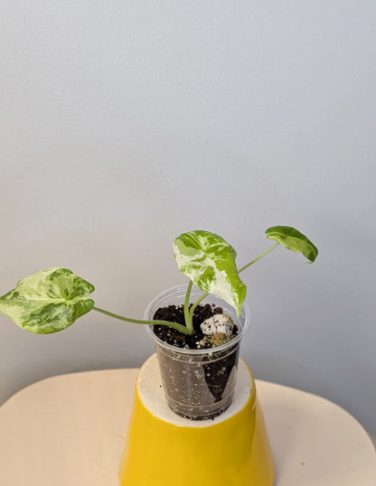 Alocasia acuminata variegated/  / uncommon alocasia 🦄