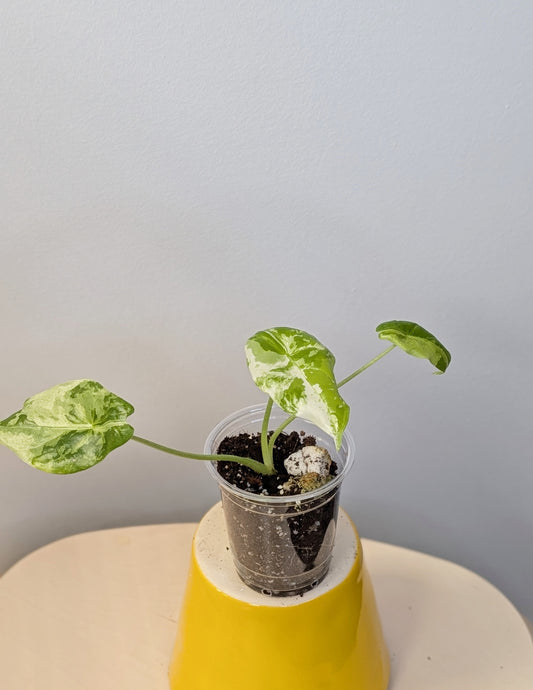 Alocasia acuminata variegated/  / uncommon alocasia 🦄