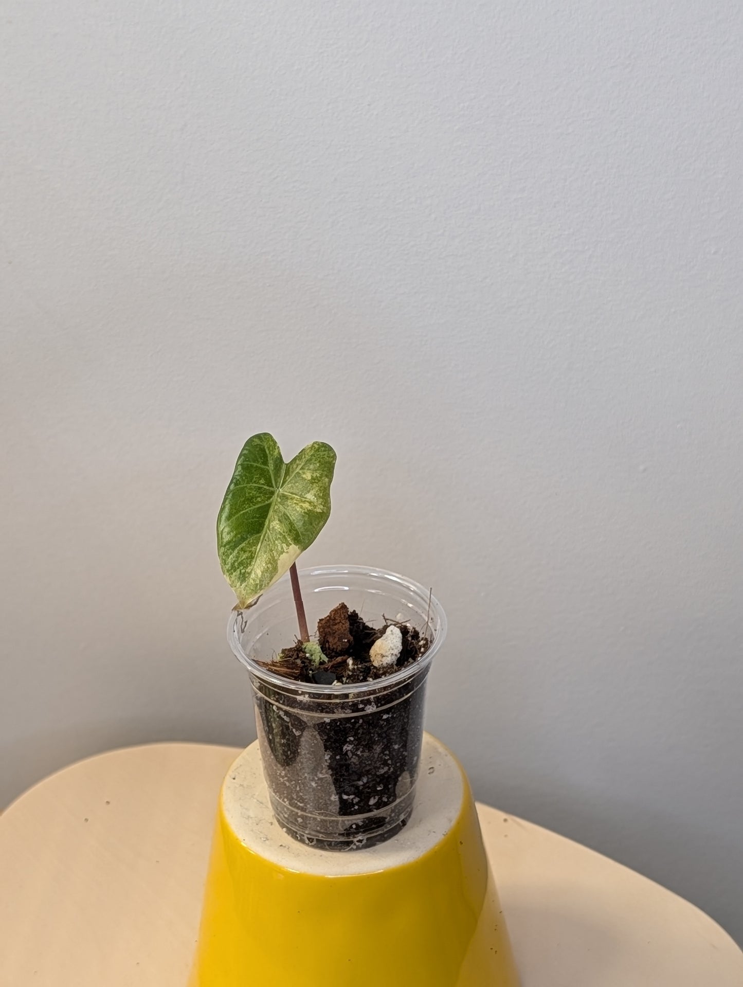 Alocasia calidora hybrid variegated, baby plant💛