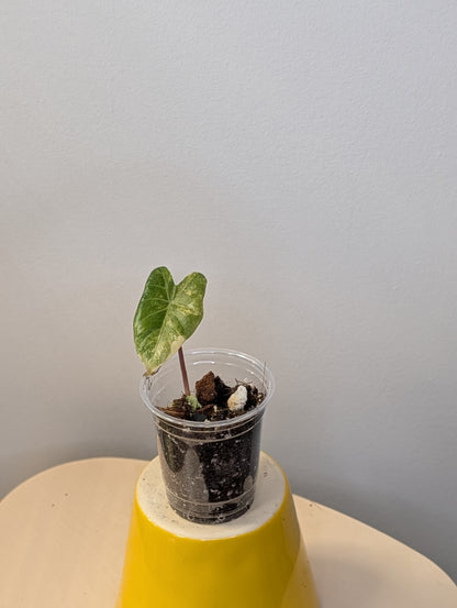 Alocasia calidora hybrid variegated, baby plant💛
