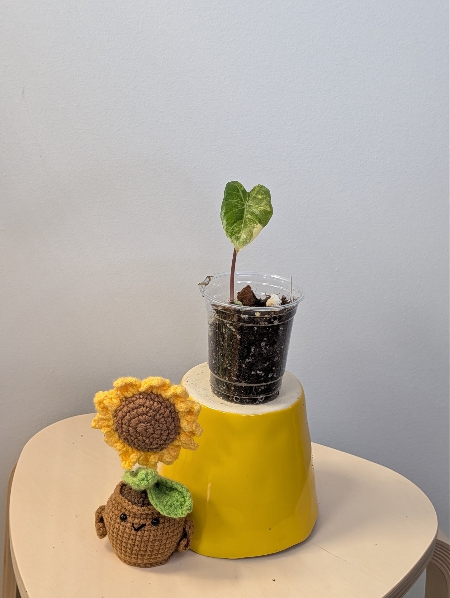 Alocasia calidora hybrid variegated, baby plant💛