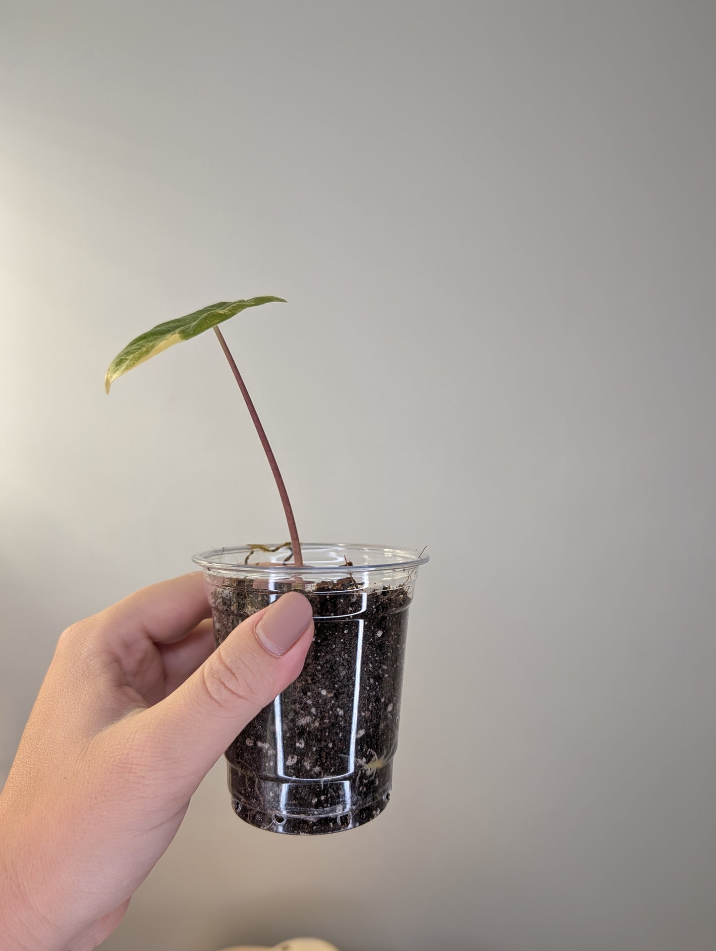 Alocasia calidora hybrid variegated, baby plant💛