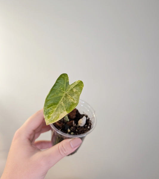 Alocasia with yellow variegation bundle