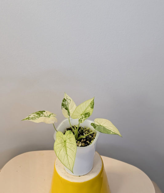 Alocasia odora yellow variegated / low-maintenance variegated alocasia