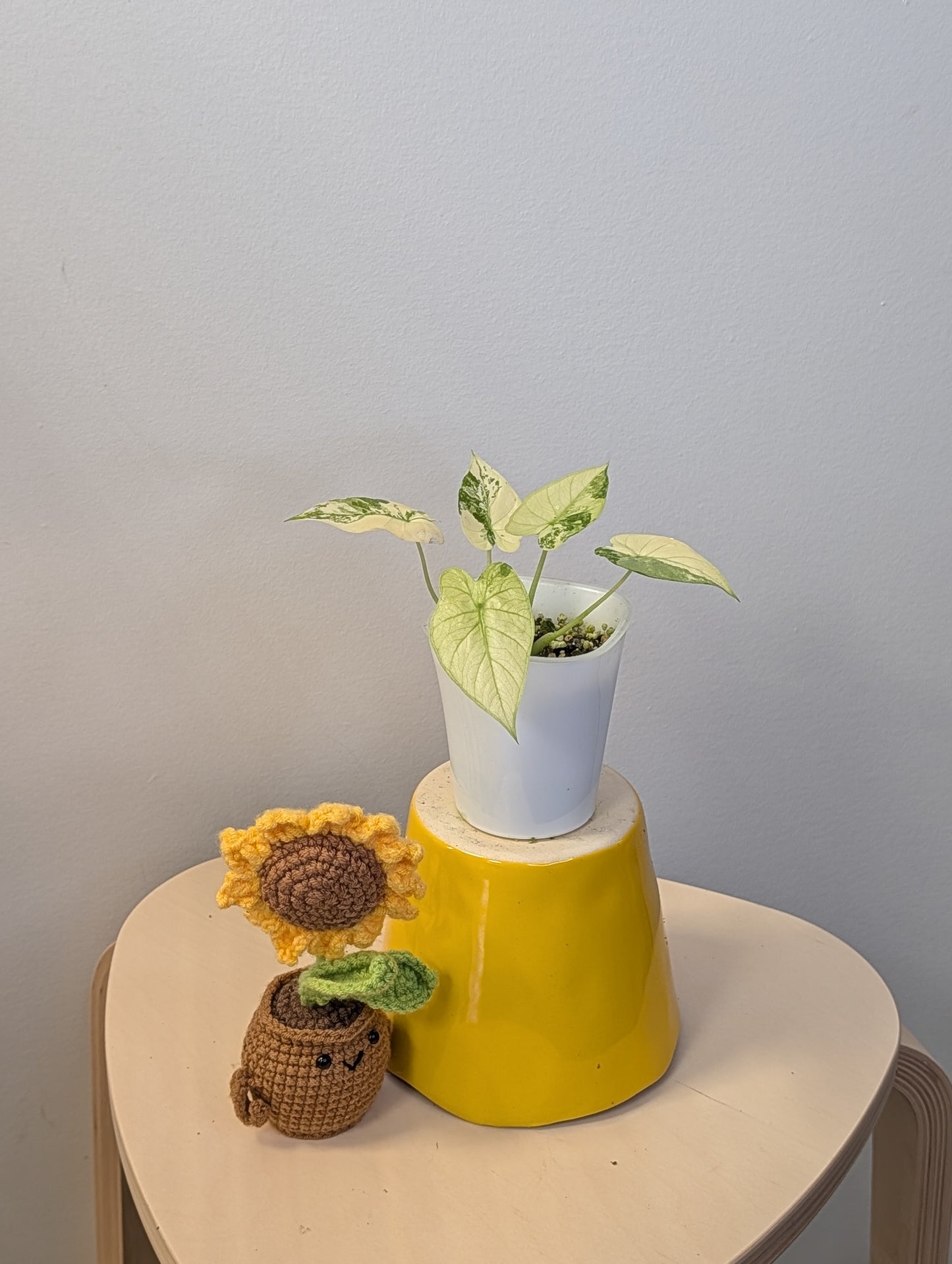 Alocasia odora yellow variegated / low-maintenance variegated alocasia