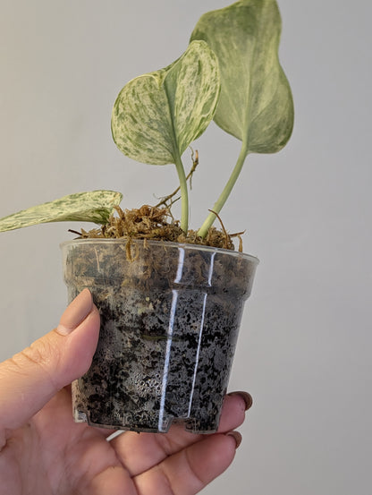 Scindapsus peasun variegated