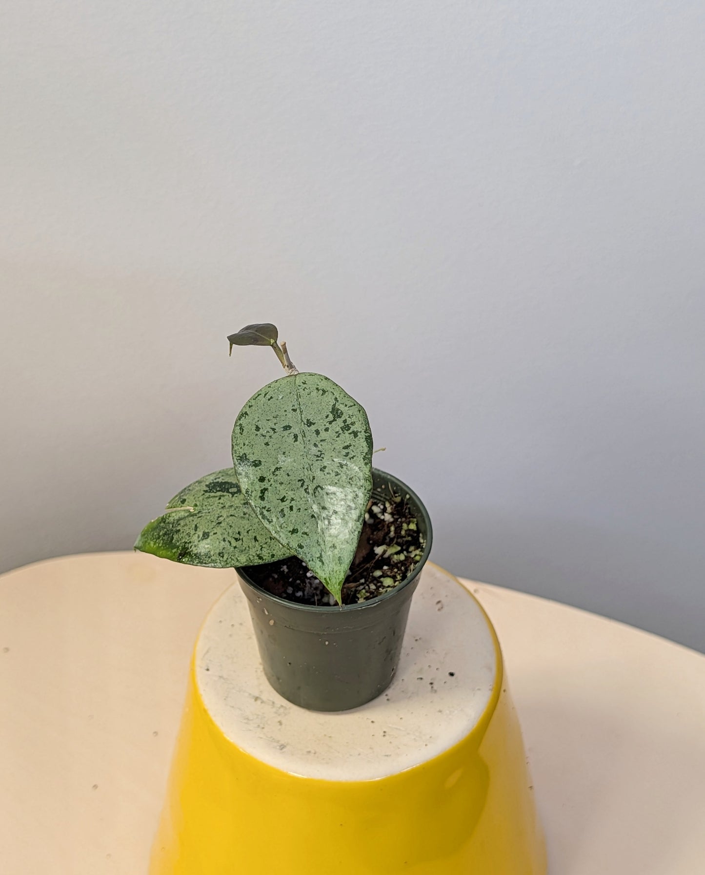 Hoya KSB08 silver / Rare Hoya 🦄