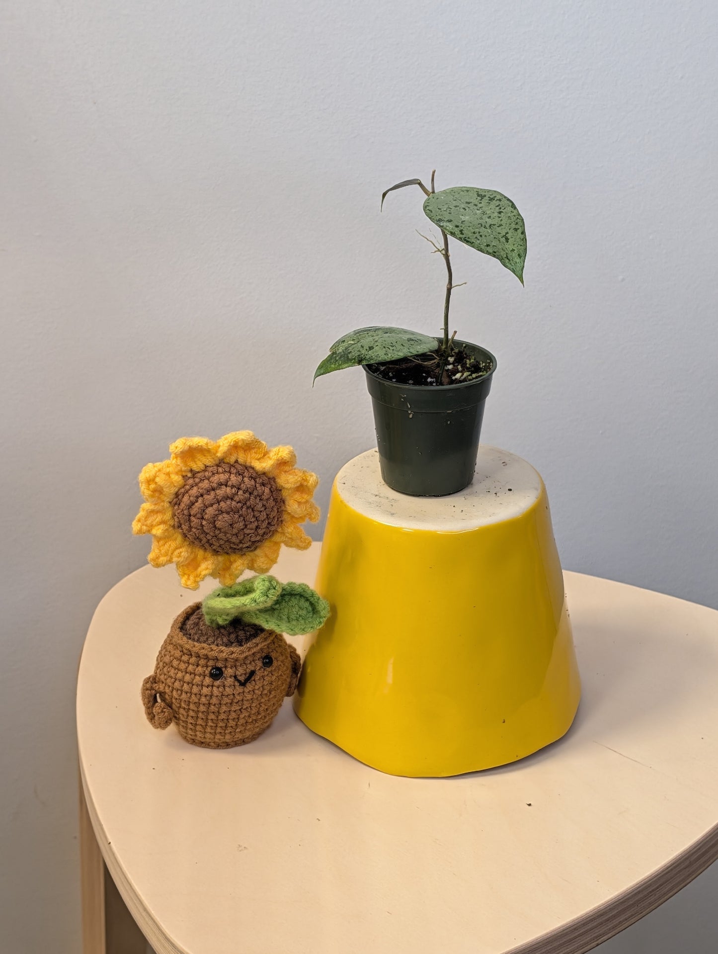 Hoya KSB08 silver / Rare Hoya 🦄