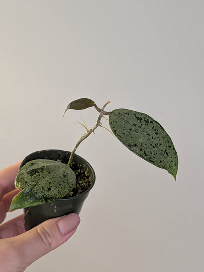 Hoya KSB08 silver / Rare Hoya 🦄