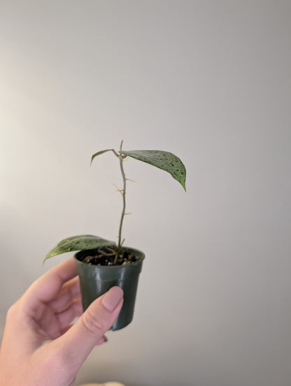 Hoya KSB08 silver / Rare Hoya 🦄