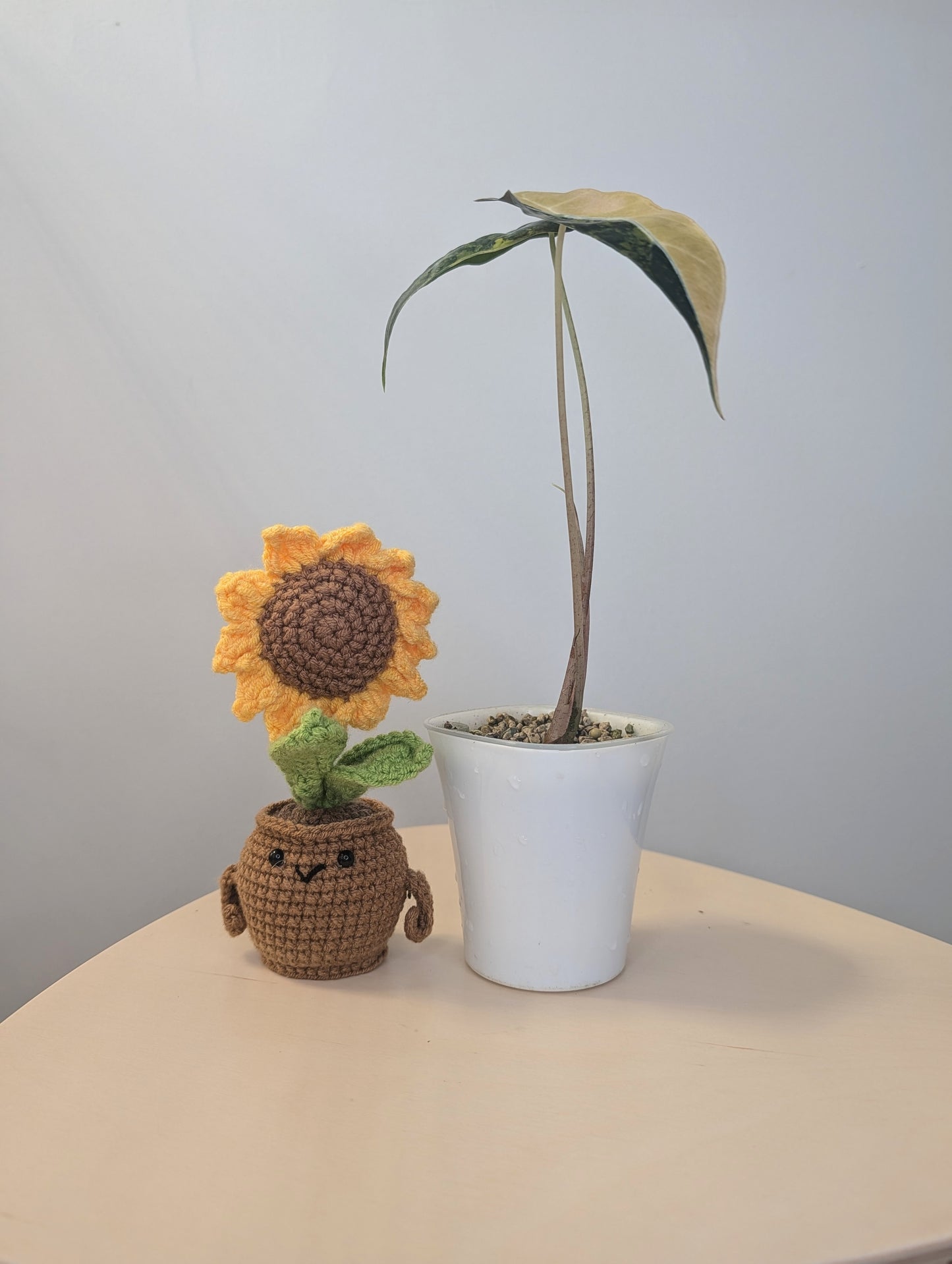 Alocasia  sanderiana bull aurea variegated  CORM🦄