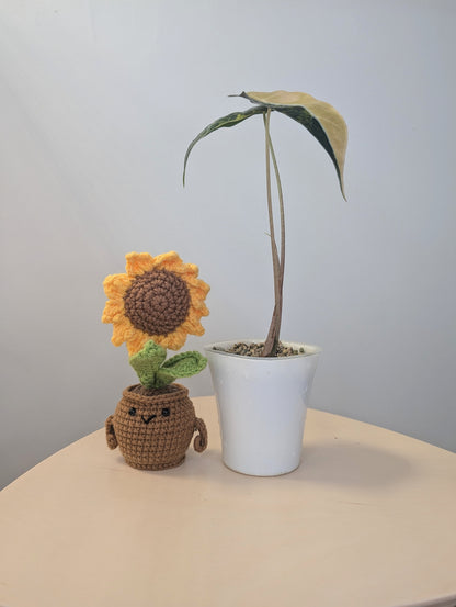 Alocasia  sanderiana bull aurea variegated  CORM🦄