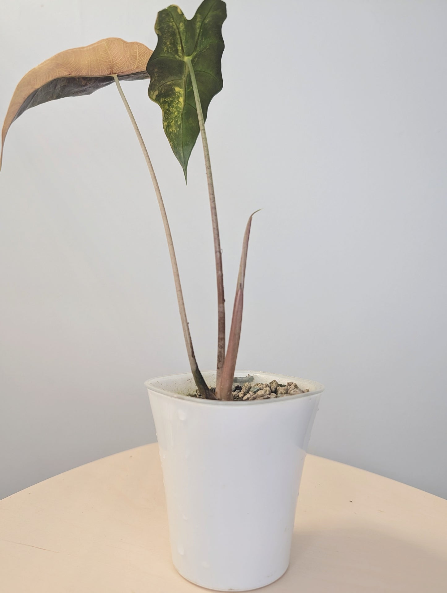 Alocasia  sanderiana bull aurea variegated  CORM🦄