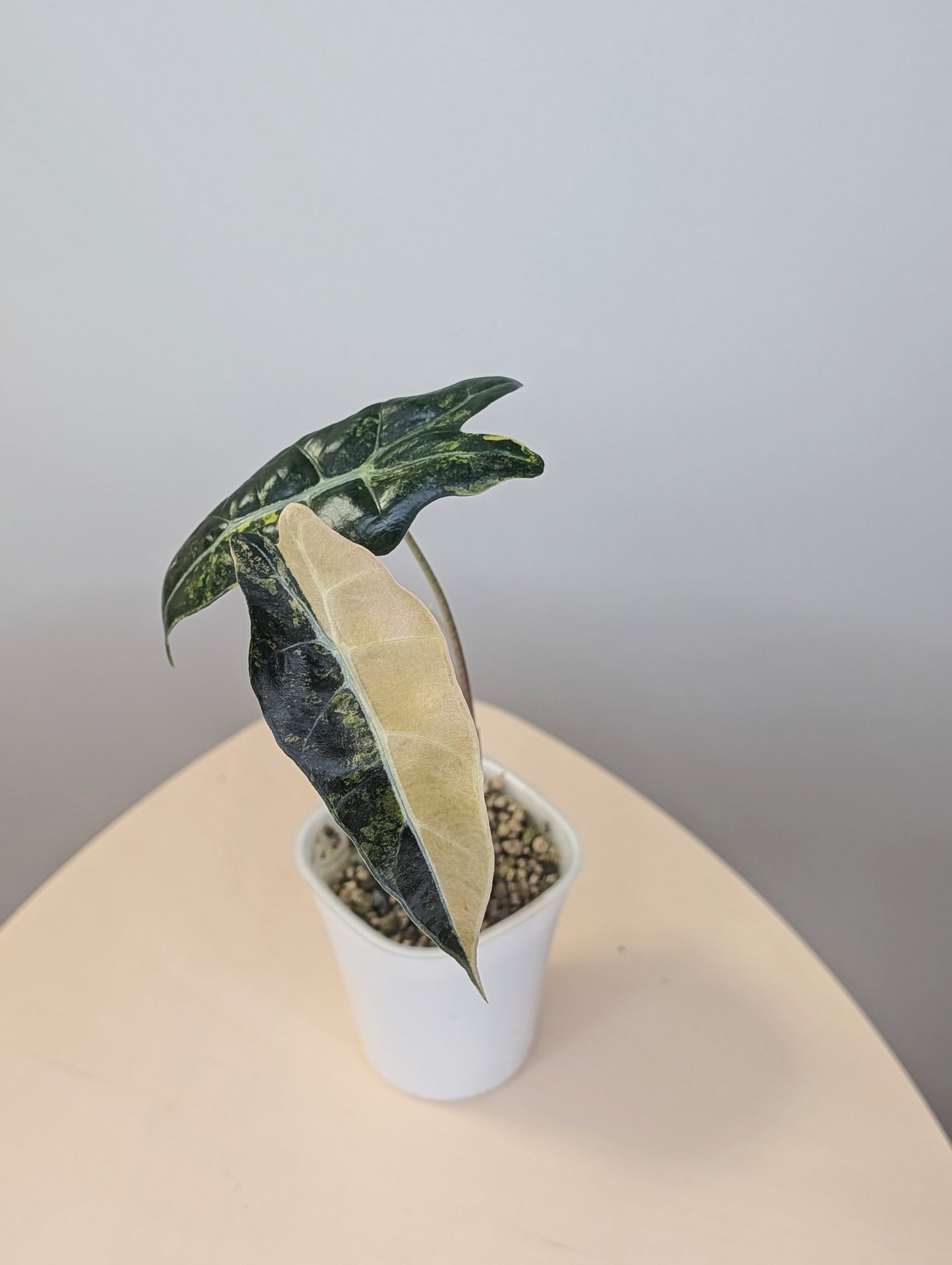 Alocasia  sanderiana bull aurea variegated  CORM🦄