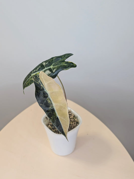 Alocasia  sanderiana bull aurea variegated  CORM🦄