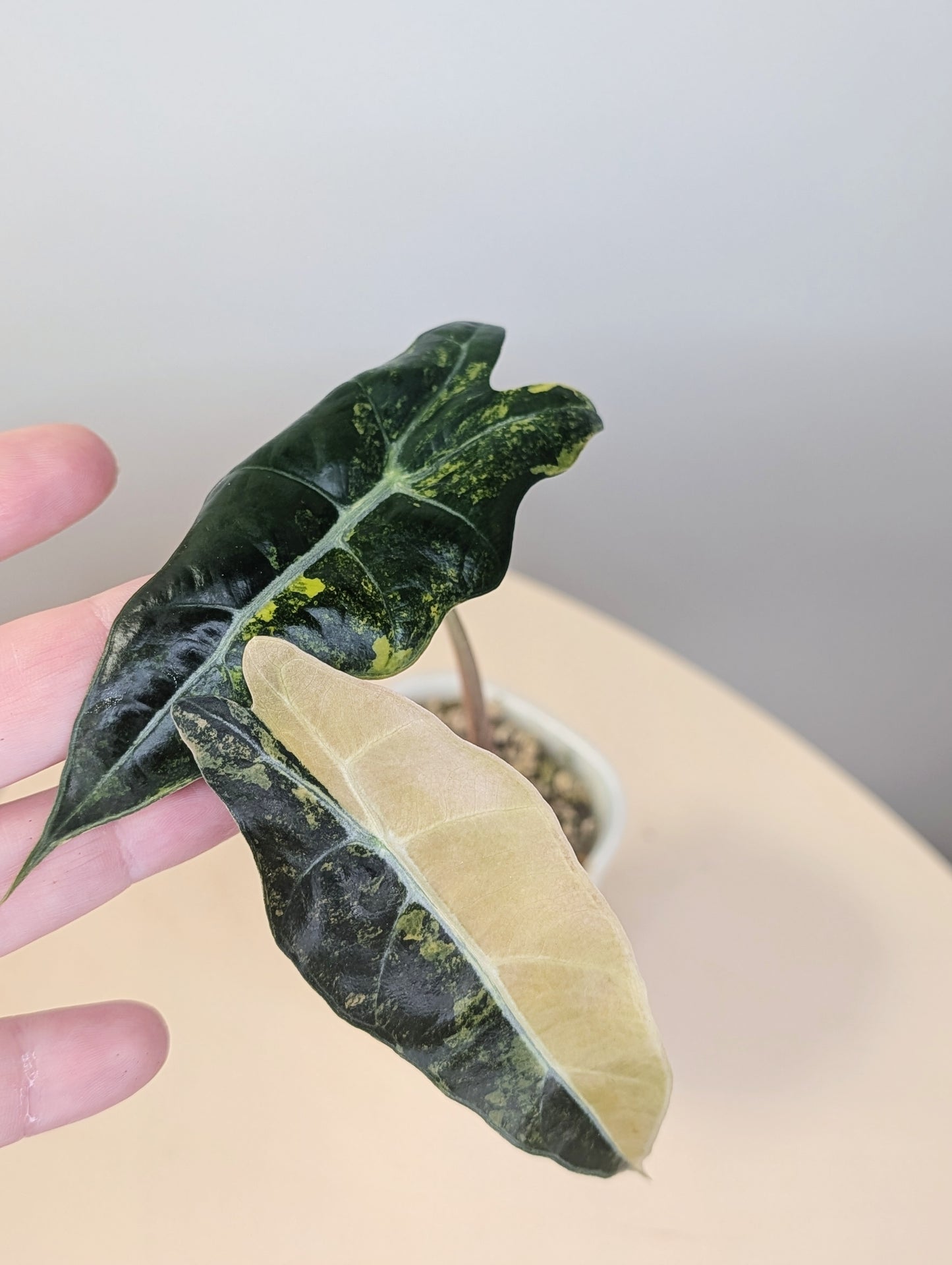 Alocasia  sanderiana bull aurea variegated  CORM🦄