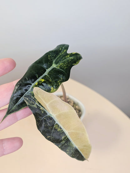 Alocasia  sanderiana bull aurea variegated  CORM🦄