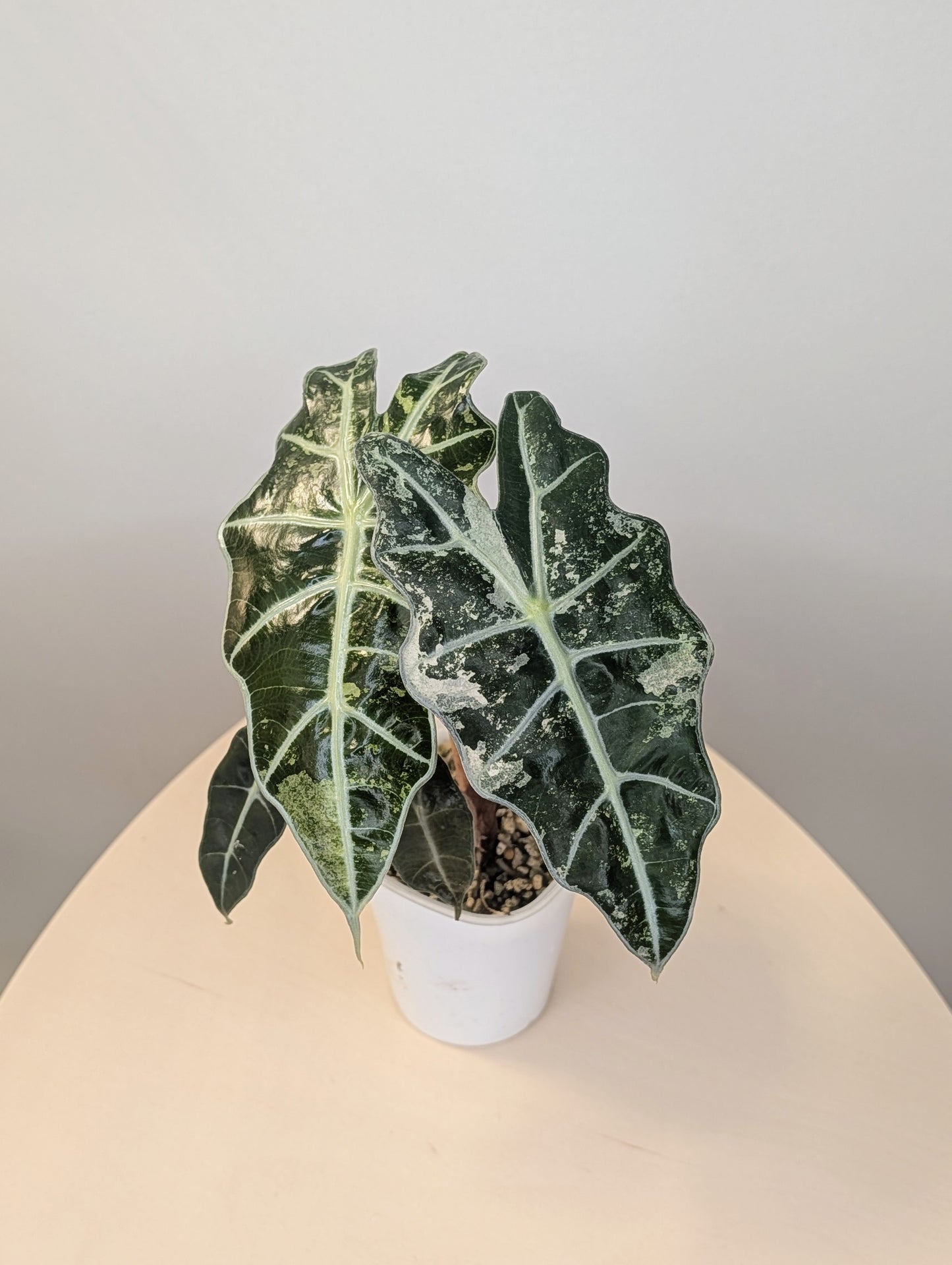 Alocasia amazonica pink mint variegated