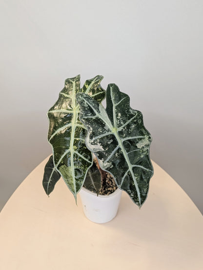 Alocasia amazonica pink mint variegated