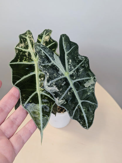 Alocasia amazonica pink mint variegated