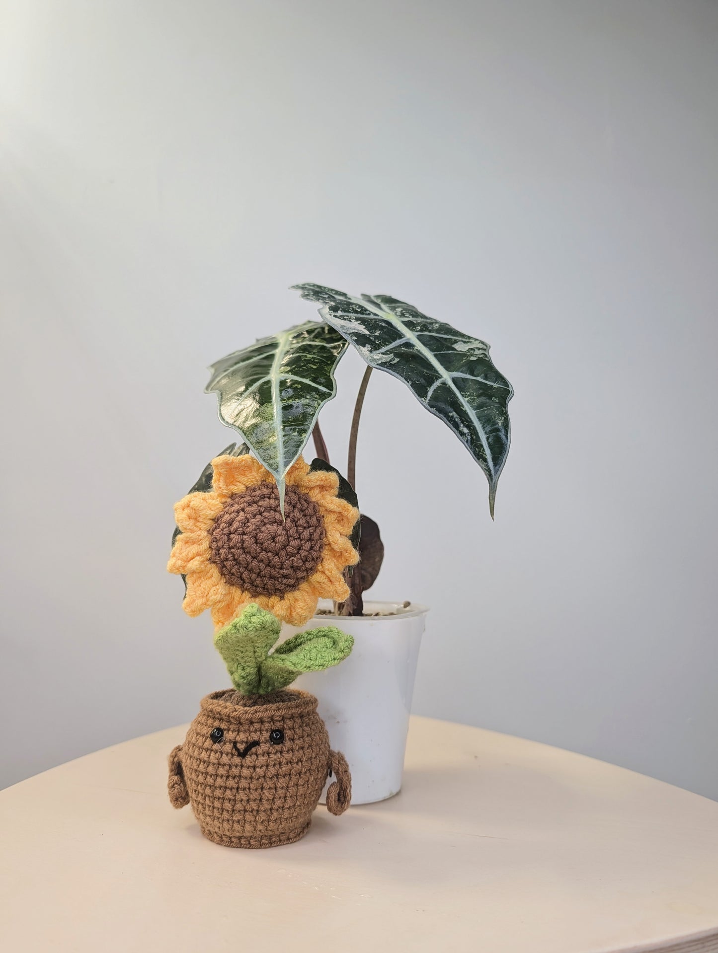 Alocasia amazonica pink mint variegated