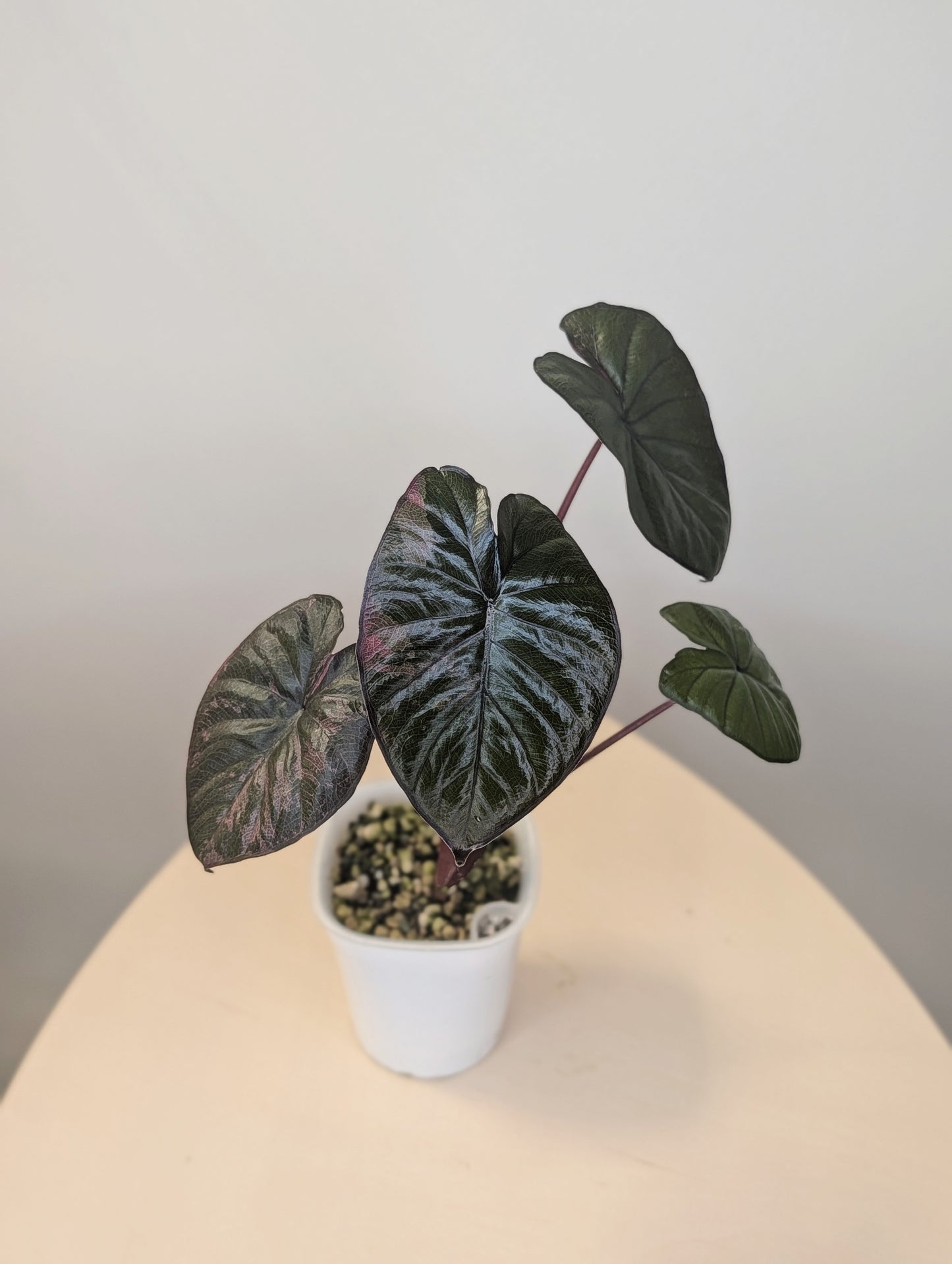 Alocasia serendipity pink variegated