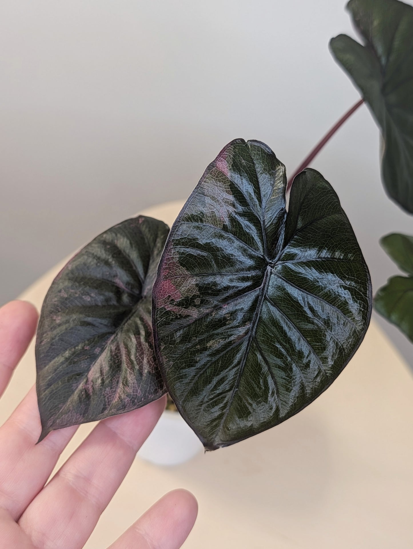 Alocasia serendipity pink variegated