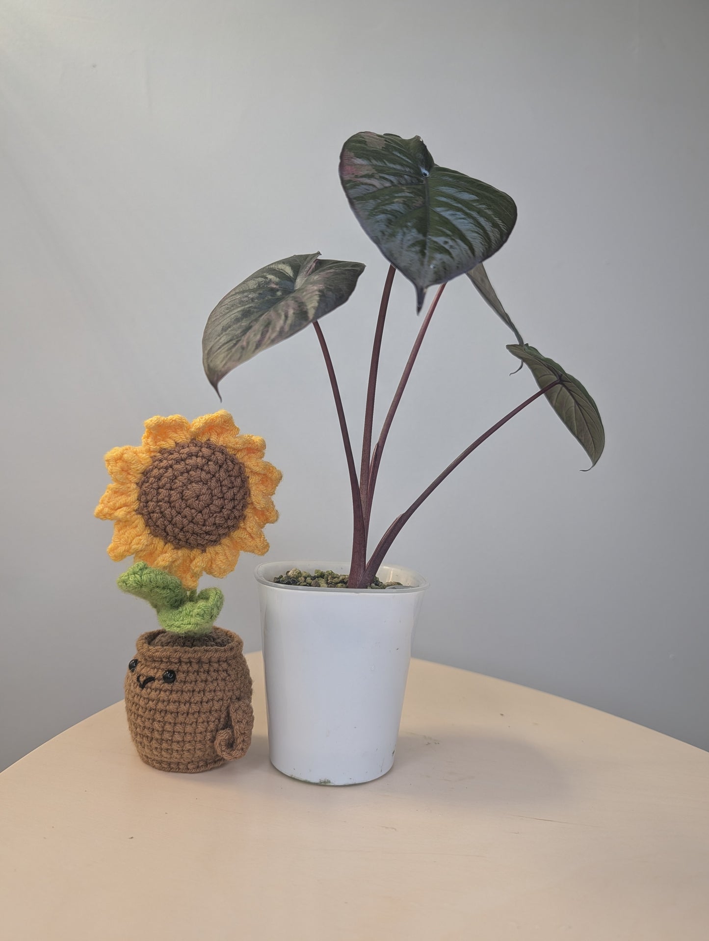 Alocasia serendipity pink variegated