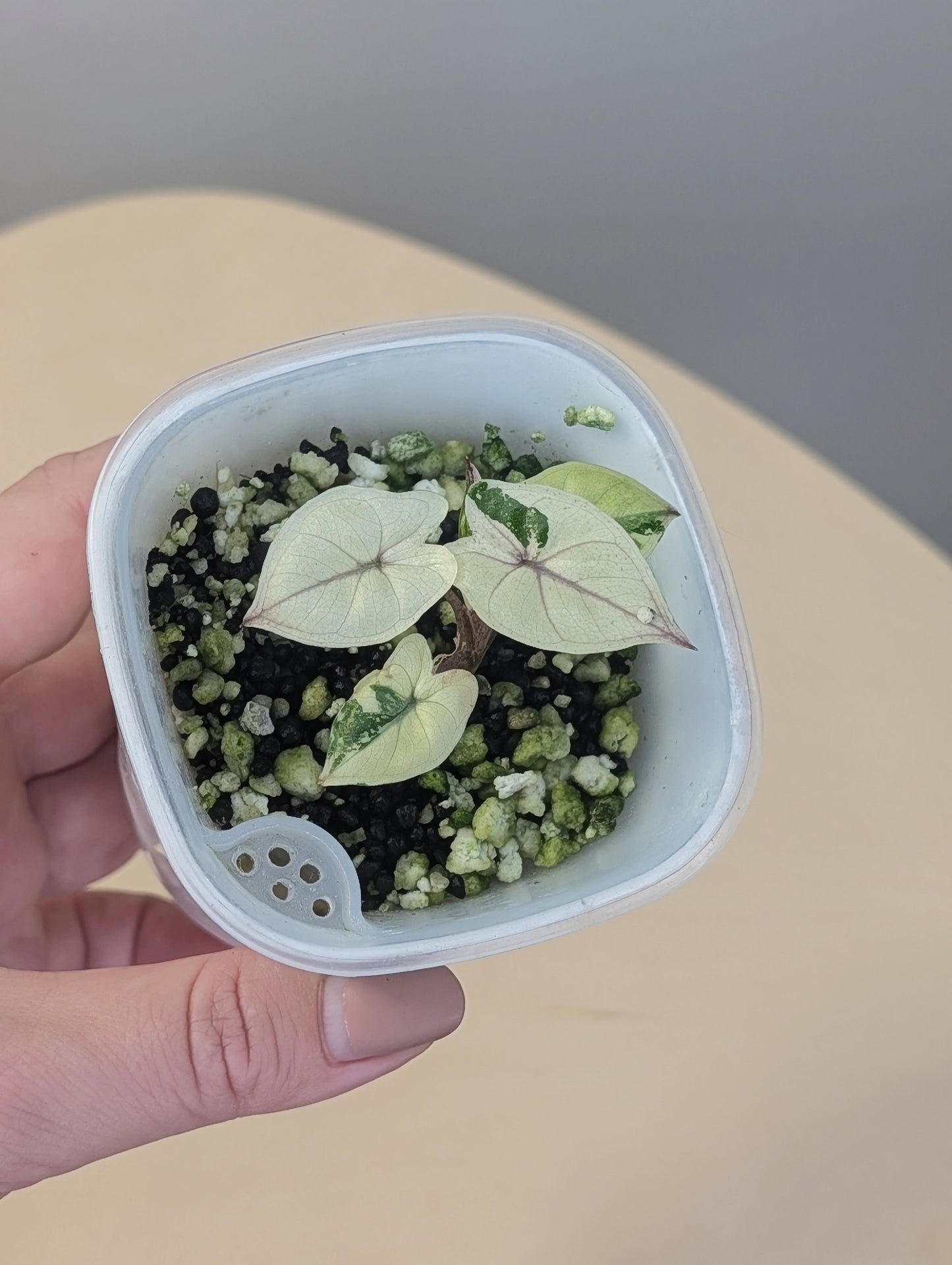 Alocasia Yucatán princess albo pink variegated