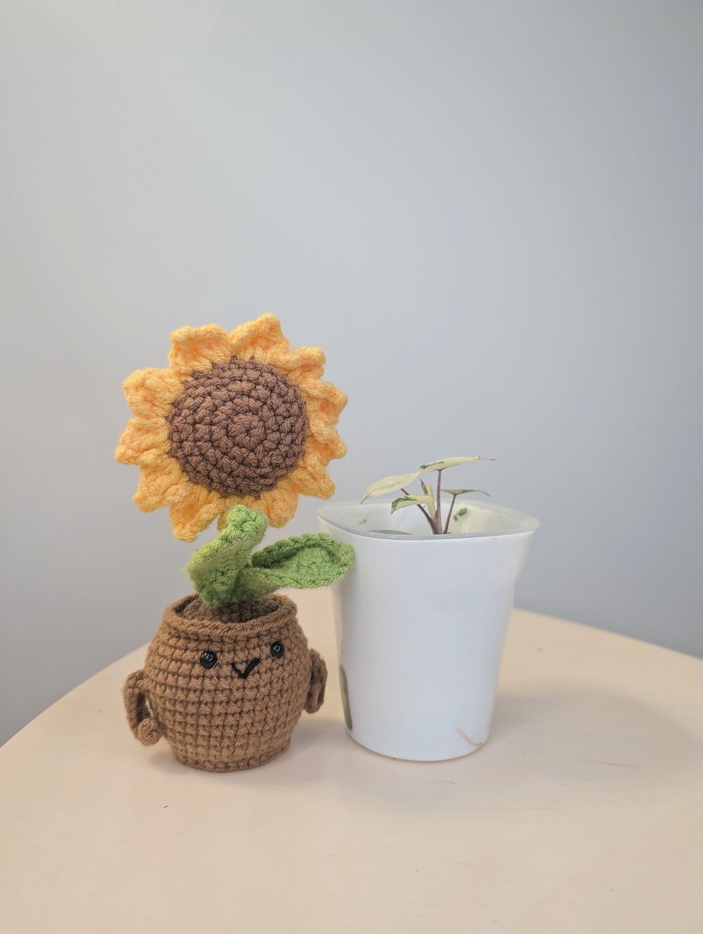 Alocasia Yucatán princess albo pink variegated