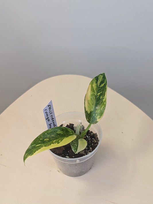 Philodendron green Congo hybrid variegated