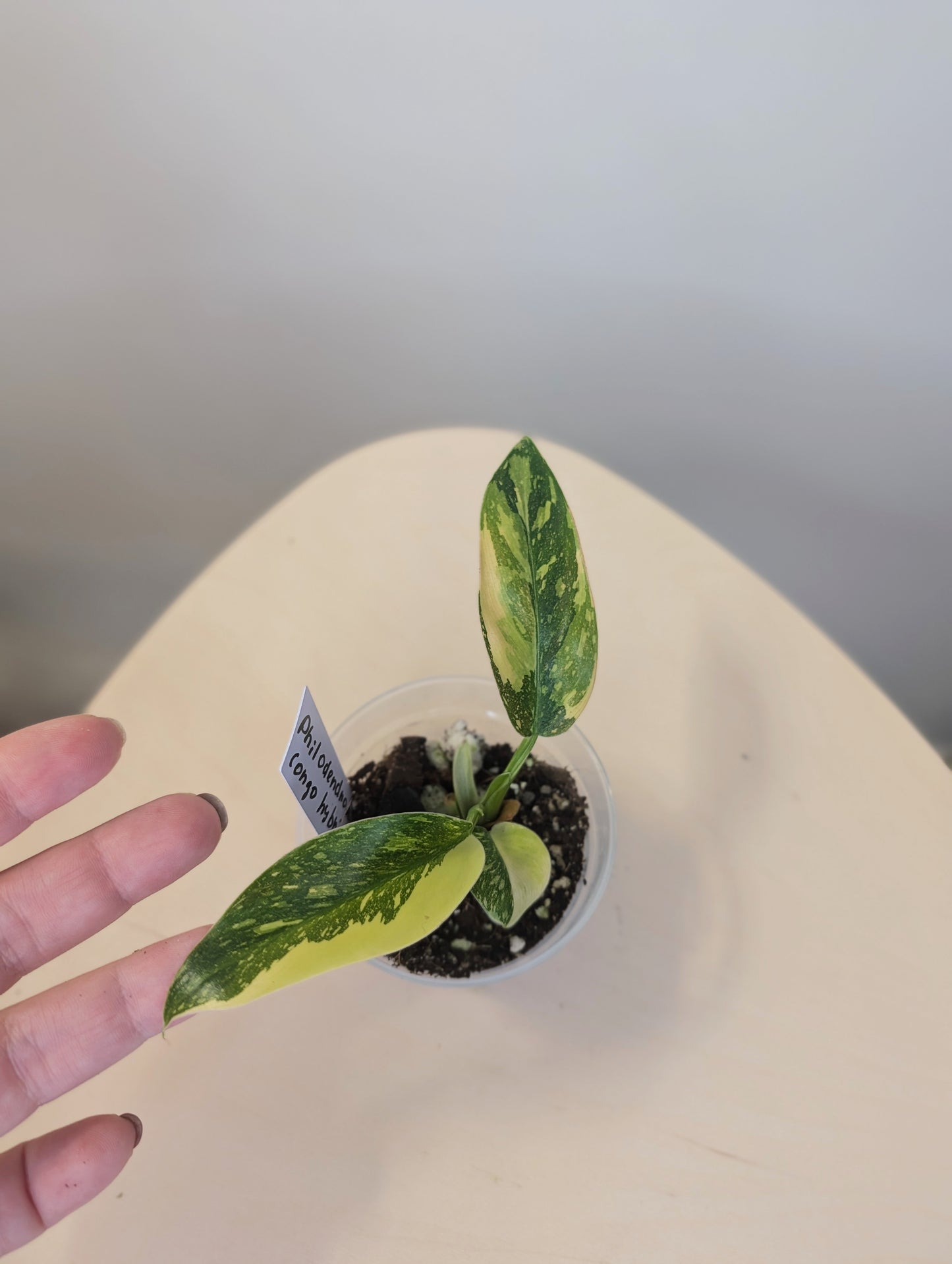 Philodendron green Congo hybrid variegated