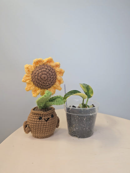 Philodendron green Congo hybrid variegated